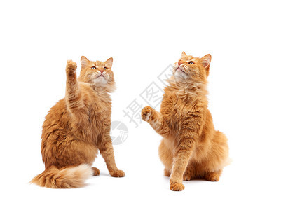 长得可爱的成年毛青红猫坐着抬起前爪仿佛抓住任何物体动孤立在白色背景上设置图片