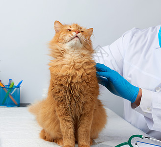 兽医给动物看病图片素材