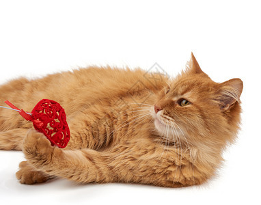 长成红头发的家猫躺在白背景上抓着红心的爪子可爱脸蛋图片