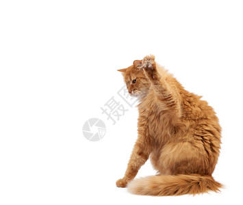 炫动背景长得可爱的成年毛青红猫坐着抬起前爪模仿抓着任何物体动在白色背景上被孤立背景