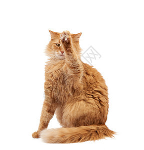 长得可爱的成年毛青红猫坐着抬起前爪模仿抓着任何物体动在白色背景上被孤立图片