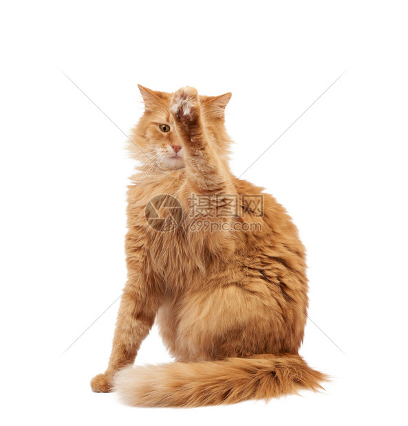 长得可爱的成年毛青红猫坐着抬起前爪模仿抓着任何物体动在白色背景上被孤立图片