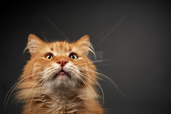 一只成年姜红猫的肖像长着大白胡子动物在黑背景上右边是刻字的地方图片
