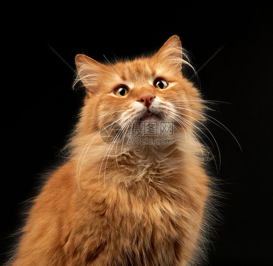 一只成人姜红猫的肖像长着大白胡子动物在黑色背景上摆布关闭图片