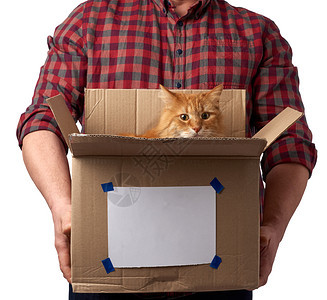 一个穿红衬衫的男人拿着一个开的棕色纸箱一只成年红猫坐在里面向前看移动的概念图片