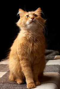 长着白胡子的成年红猫坐在羊毛毯上黑暗背景动物抬头图片