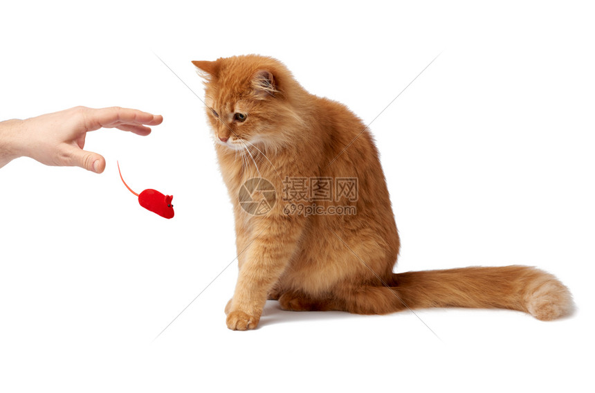 成年毛红猫坐在侧边可爱的脸动物孤立在白色背景上男手扔一个红色玩具高清图片下载 正版图片 摄图网