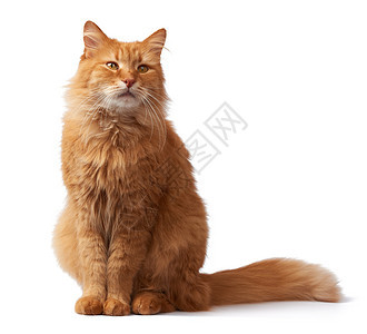 一只成年毛红猫的肖像动物坐着看镜头以白色的孤立背景图片