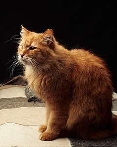 长着白胡子的成年红猫坐在羊毛毯上黑暗背景图片