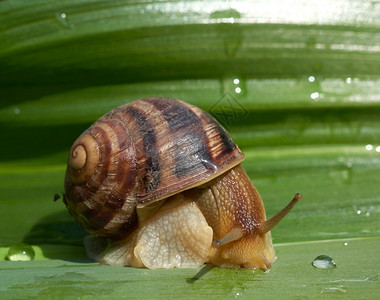 绿叶上的大棕蜗牛宏观图片