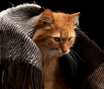 长着白胡子的成年红猫坐在羊毛毯上黑暗背景动物看远图片