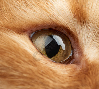 红猫的睁开黄色眼睛宏完整框架图片