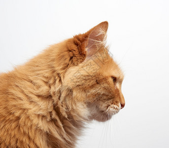 长的青姜毛小猫长着大胡子的白色长近身图片