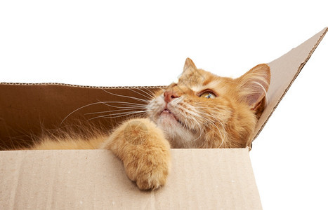 在棕色纸板盒里躺着看侧面的成年姜猫图片