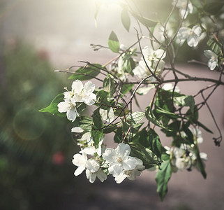 白花和绿叶的茉莉枝图片