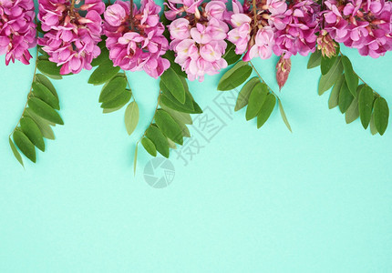 花枝Robinianemexicana粉红色花朵绿背景的叶顶视图复制空间图片