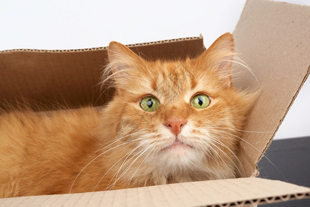 成年姜猫睡在棕色纸板盒里白背景关上图片