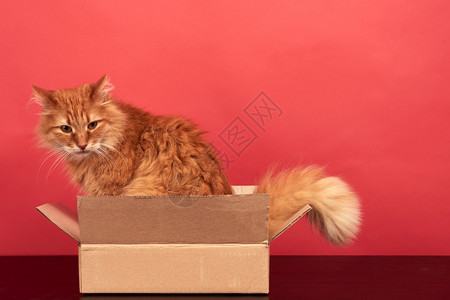 成年红猫坐在棕色纸板盒里红背景可爱滑稽的动物图片