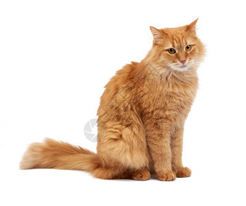 长毛成年红猫坐在侧边可爱的脸白背景孤立的动物图片