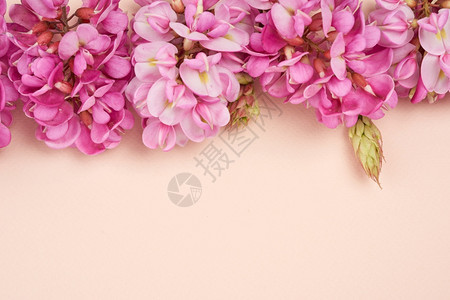 花枝Robinianemexicana粉红色花朵在蜜蜂背景顶视图复制空间图片