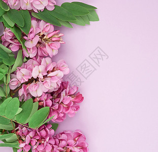 花枝Robinianemexicana粉红色花朵紫背景顶视图复制空间图片
