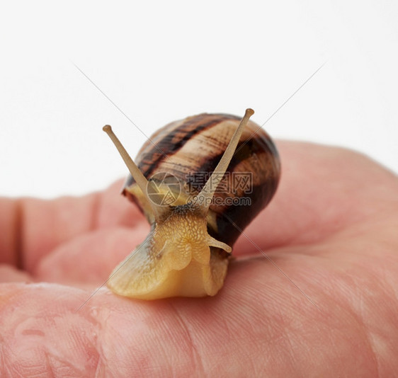 一只棕蜗牛在白色的孤立背景上紧地关图片