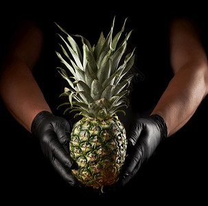 两只黑乳胶的雄手拿着一整片成熟的菠萝黑色背景图片