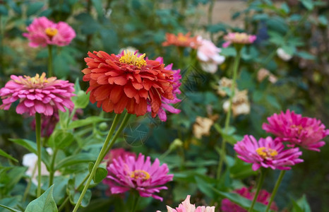 夏日在花园里盛开的粉红色花朵Zinnia有选择的焦点关闭图片