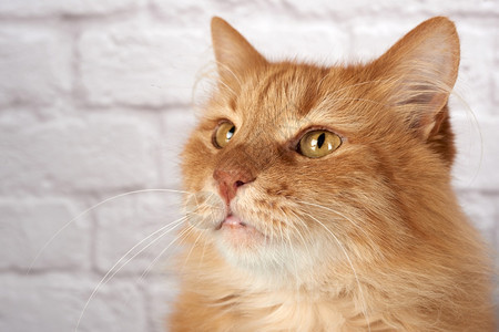 成年红猫的肖像悲伤情绪白色背景关闭图片