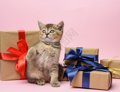 纯种苏格兰金鸡肉坐在粉红背景和装有礼物喜庆背景的盒子上图片