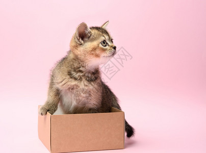 小可爱猫种苏格兰金色的鸡肉卷饼直坐在一个棕色盒子里粉红背景图片