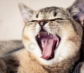 纯净的小猫英国中以正耳打开嘴和哈闭起来图片