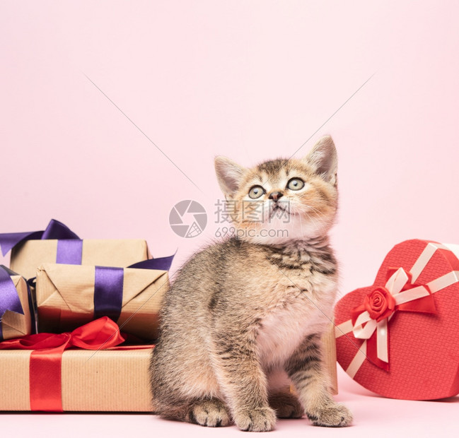 小猫苏格兰金鸡肉纯种坐在粉红背景和盒子上有礼物喜庆背景图片