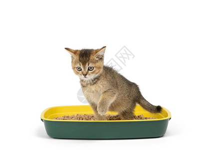 小猫金色的尾巴苏格兰龙猫直挺挺地坐在一个有锯末的塑料马桶里白色背景上的动物图片