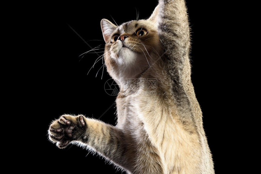 一只灰小猫苏格兰直的辣椒黑色背景猫抬起前爪高清图片下载 正版图片 摄图网