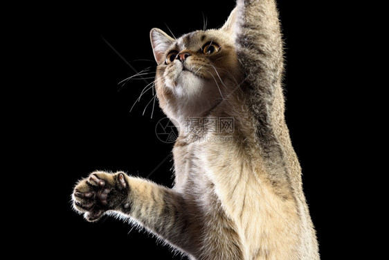 一只灰小猫苏格兰直的辣椒黑色背景猫抬起前爪图片