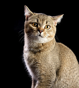 一只灰小猫的肖像黑底的纯椰菜猫看镜头图片