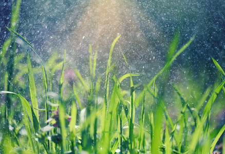 春雨中草和绿图片