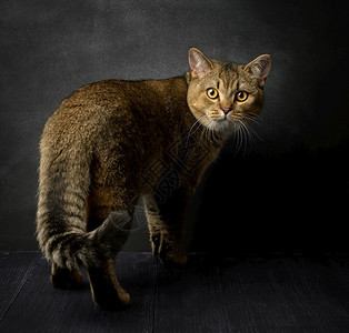 灰色苏格兰直猫的肖像画黑色背景动物站立看着相机图片