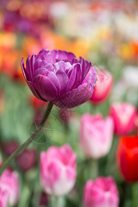 绚丽多彩的郁金香盛开在春天的花园里图片