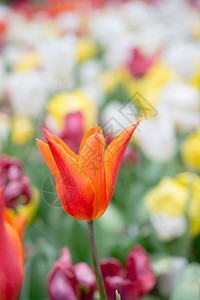 绚丽多彩的郁金香盛开在春天的花园里图片