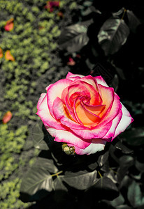 美丽多彩的玫瑰近风景图片