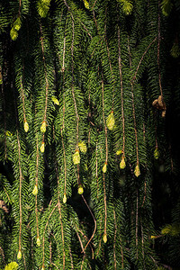 夏季的绿色松树一部分图片