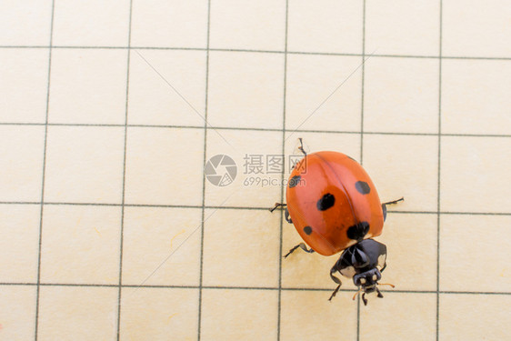 红色女虫在纸上行走的美丽照片图片