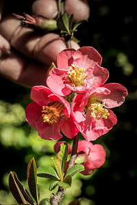 春季花朵图片