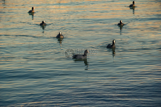 鸟群在海面平静游动图片
