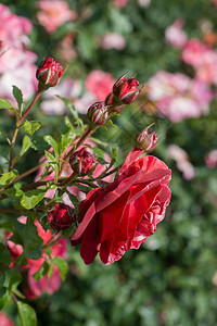 在花园自然背景中盛开的美丽多彩玫瑰图片