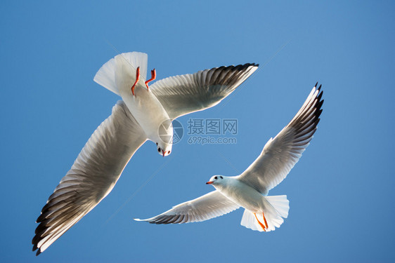 单海鸥以蓝天为背景在飞行图片