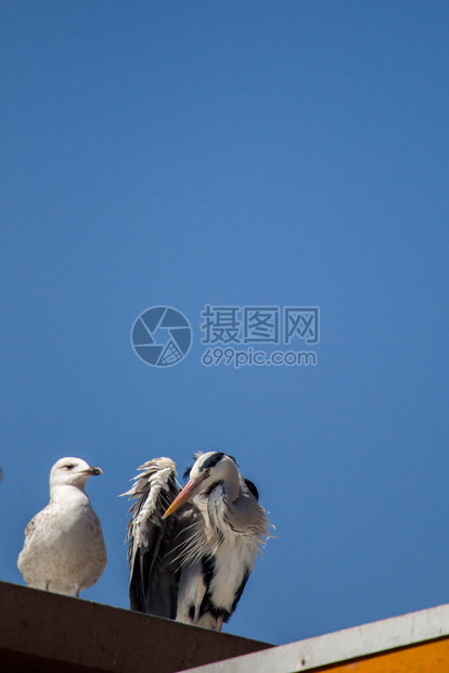 建筑物屋顶上的单海鸥图片