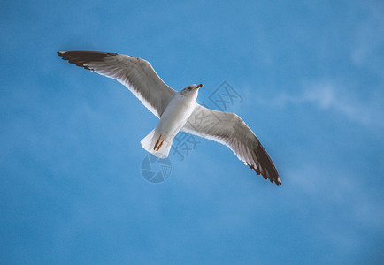 海鸥在蓝色天空中飞过海水图片